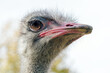 Ostrich Close up portrait, Close up ostrich head (Struthio camelus)