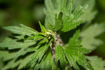 Wall Mural - close up of a valerian leaves 