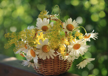 Rustic Still Life With Daisies In A Wicker Basket On A Wooden Table In The Light Contour. There Is A Beautiful Bokeh In The Background.