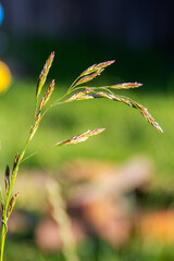 Wall Mural - close up of grass