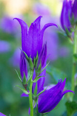 Wall Mural - violet flower in the garden