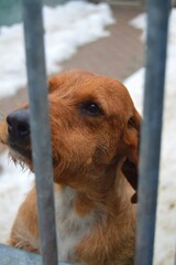 Wall Mural - Closeup shot of a brown puppy dachshund dog in a cage