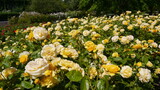Fototapeta Kwiaty - Yellow Rose Absolutely Fabulous