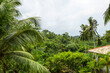 Sri Lankan Jungle 