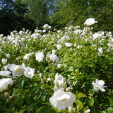 Fototapeta Kwiaty - White Flowering iceberg Rose