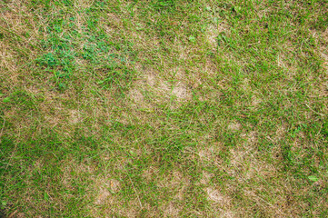 Wall Mural - Texture, field background, meadows with planted green grass close-up, top view.