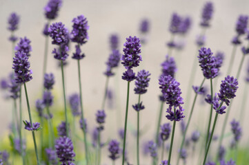 Wall Mural - Lavandula angustifolia bunch of flowers in bloom, purple scented flowering plant