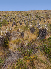 Wall Mural - Chingaza National Natural Park