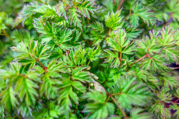 Wall Mural - leaves closeup background