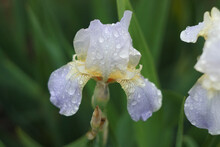 Bright Lilac Bearded Retro Iris Flowers, Covered With Dew Drops After Rain In The Summer. Grade Iris Squalens.