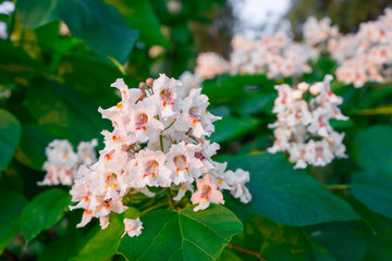  
flowering tree at sunrise
in the park