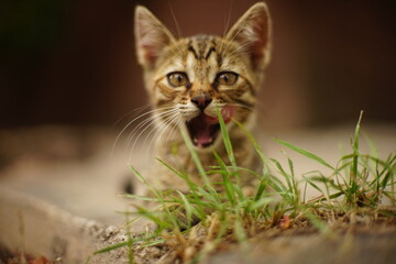 Wall Mural - funny striped kitten licking lips in a summer garden