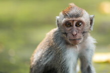 Close Up Portrait Of Macaque Monkey Sits On The Mossy Steps Of The Temple. Blurred Background. Monkey Forest, Bali, Indonesia