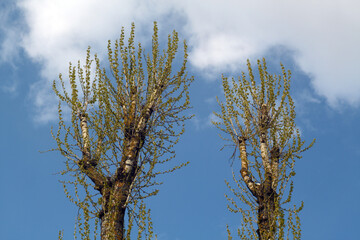 Two trees against clear sky.