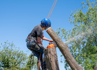 Wall Mural - Arborist cutting tree stem