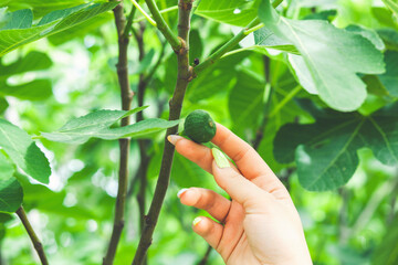 Wall Mural - A young woman holds figs in her hand. Ginseng checks the fig fruit for ripeness.