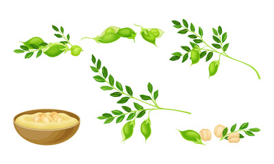 Canvas Print - Chickpea as Annual Legume Plant with Green Stems and Proteinic Beige Peas Poured in Bowl Vector Set