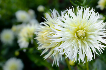 Lite yellow dahlia flowers in garden