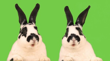 Wall Mural - Two talking rabbits isolated on a green screen.