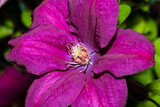 Fototapeta  - Flower Clematis lanuginosa Growing In Summer Close Up.