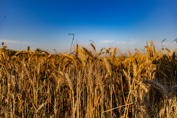 golden wheat field at sunset