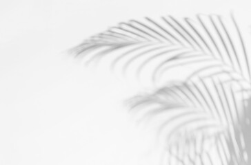 Poster - gray shadow of palm leaves