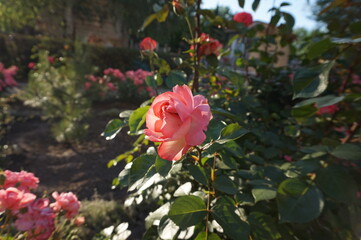 Flowering in spring in the garden coral roses.