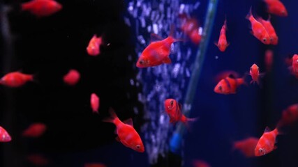 Wall Mural - small red fish swim in the aquarium selective focus. bubbles from the air in the background