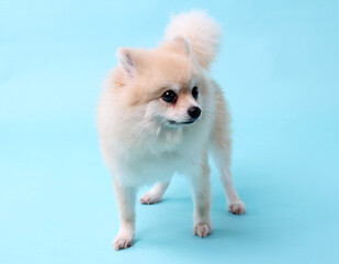 Wall Mural - Pomeranian dog on blue background in studio.