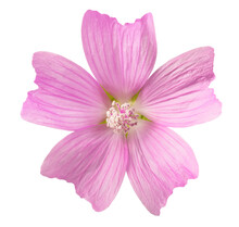 Greater Musk Mallow