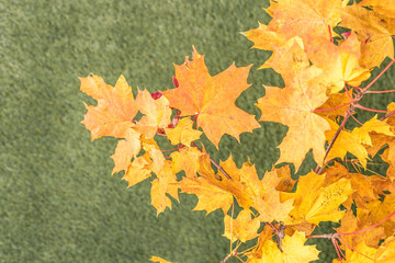 Top view of branch of golden maple leaf on the green grass. Creative and minimalism. Season change, autumn is coming. Nature concept.