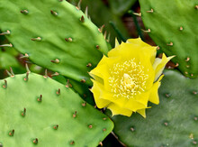 Closeup Of The Yellow Flower Of The Eastern Prickly Pear Cactus (Opuntia Humifusa).  
