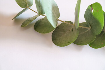 Silver Dollar Eucalyptus leaves on white background 