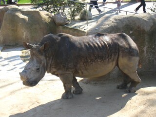 Poster - High angle shot of a rhinoceros in the zoo