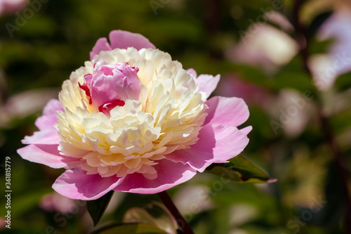 Pale pink peonies on a background of green leaves.