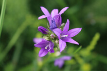 Campanula Trachelium Plant With  Purple Flowers In A Meadow. Wild Flower Also Called Nettle Leaved Bellflower On Summer