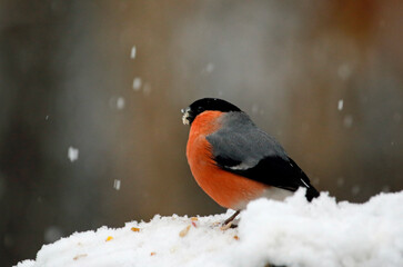 Bullfinch feeding in a woodland setting