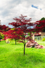 beautiful tree with red leaves. red maple tree. botanical garden. beautiful trees in the park.