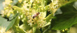 Biene auf Lindenblüten