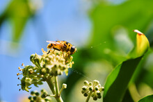 Close Up From A Hornet Mimic Hoverfly (Volucella Zonaria) On Ivy Blossoms.