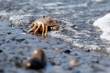 Un Crabe Sur Le Rivage