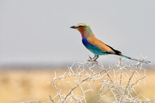 Lilac-breasted Roller (Coracias Caudatus) Perched At The Top Of An Acacia In Etosha National Park, Namibia.