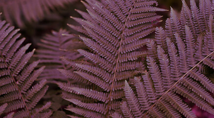  Purple, reddish forest fern leaves - dark and moody. Closeup of fren plant pattern, natural background. Trendy fiolage picture useful in modern design. Tropical, fashionable style.