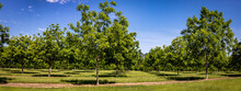 Young Pecan Tree Orchard