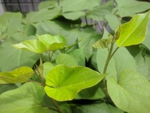 Light Green New Sprouts Amidst The Floating Sweet Potato Vine Leaves
