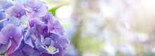 Close-up Hydrangea Banner With Blurry Background