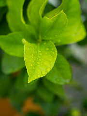 fresh green citrus leafs with dew drops freshness organic