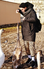 A Guy In Prague Feeds Geese With Bread And Takes Pictures On The Phone Swans.