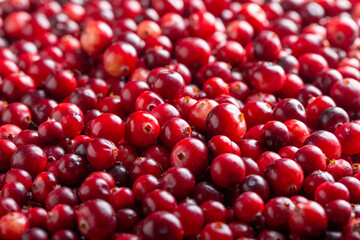 Wall Mural - Ripe red cranberry berries as background. Close-up.