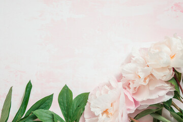 Wall Mural - border of pink peonies flowers on pink background. flat lay, top view, copy space